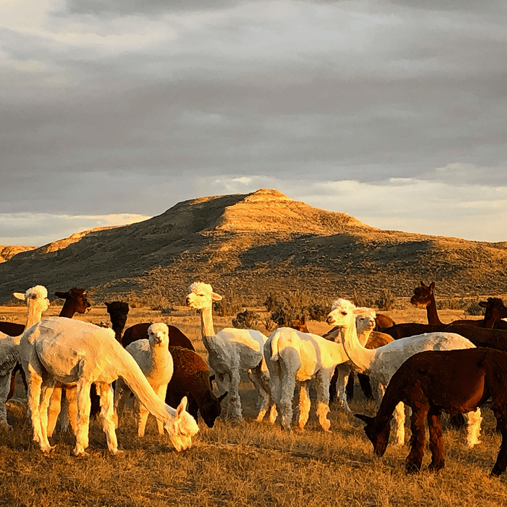 Best Bucket List Ideas: #17 Commune with an Alpaca Herd on a 700 acre Ranch in Wyoming