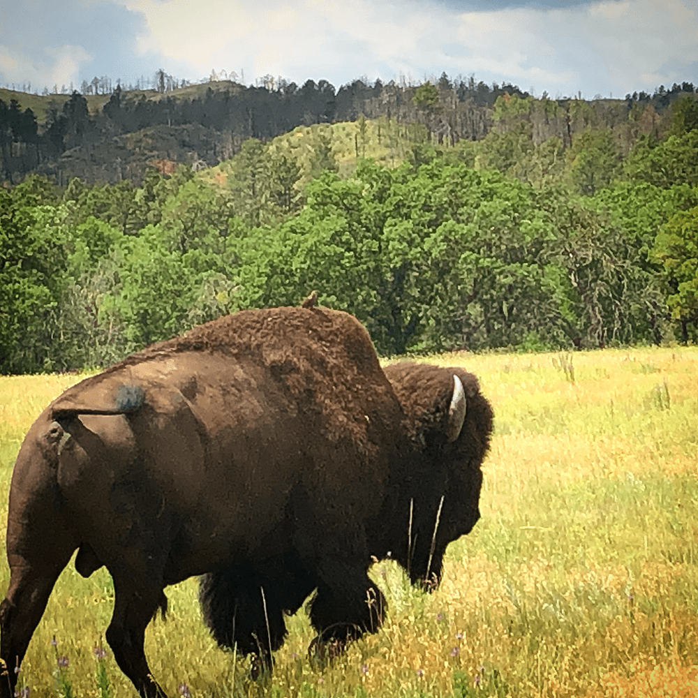 Best Bucket List Ideas: #24 Up Close Buffalo Encounters at Custer State Park, South Dakota