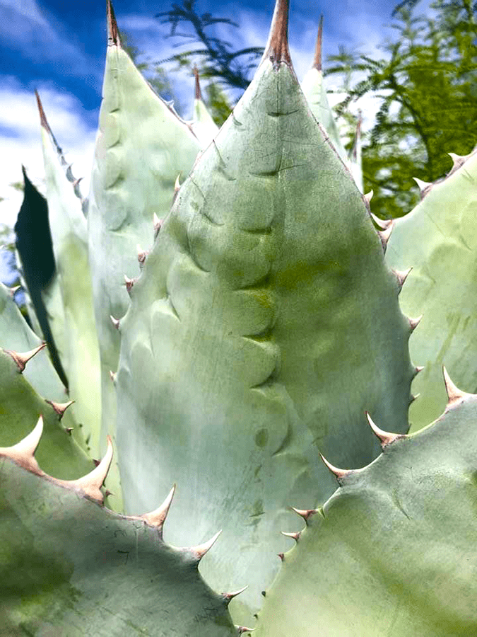 Best Bucket List Ideas: #46 Learn how the Agave Plant has been used for over 7000 years in AZ