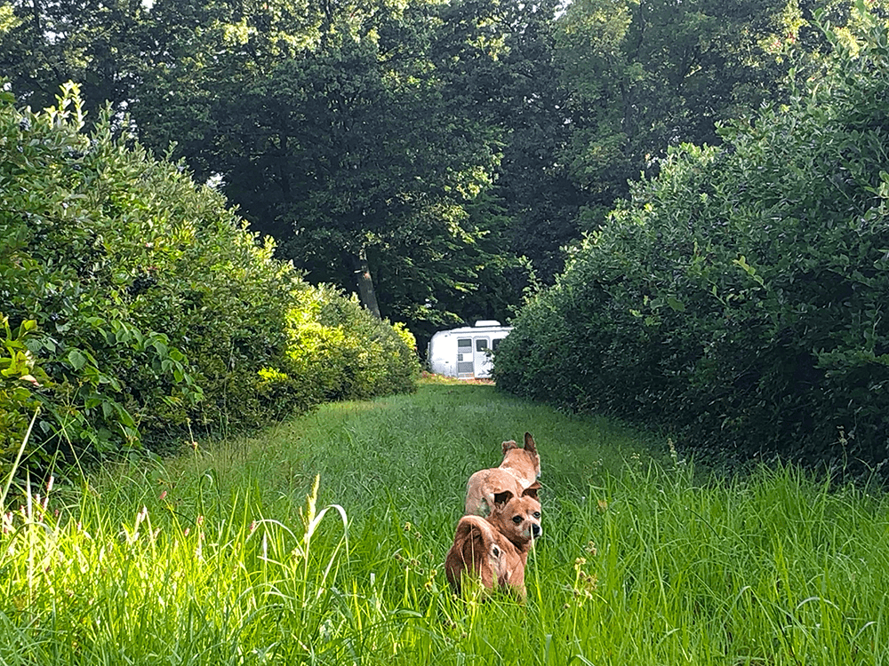 Follow Your Dream: An RV Living for Beginners Guide - Harvest Host Camping Site on a  Blueberry Farm in Michigan