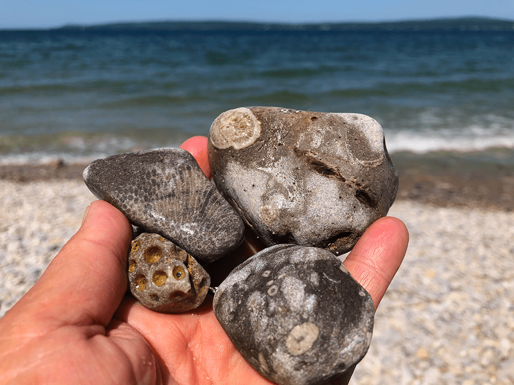 Best Bucket List Ideas: #31 Beach Combing for Million Year Old Fossils in Petoskey, Michigan