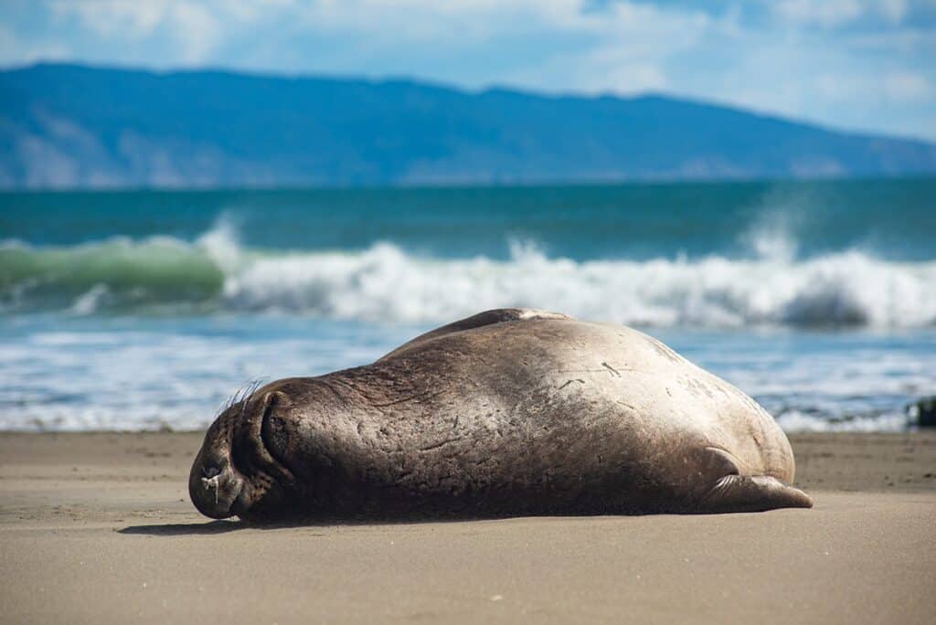 Best Bucket List Ideas: #36 Viewing the Elephant Seals in Pt. Reyes National Seashore, CA