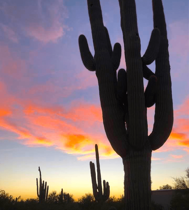 Best Bucket List Ideas: #21 Hear the Coyotes Howl and Camp among the Giant Saguaros Cactus