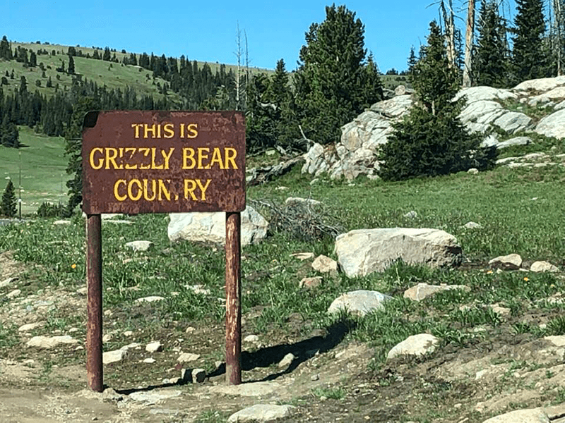 GrizzleyBearSign