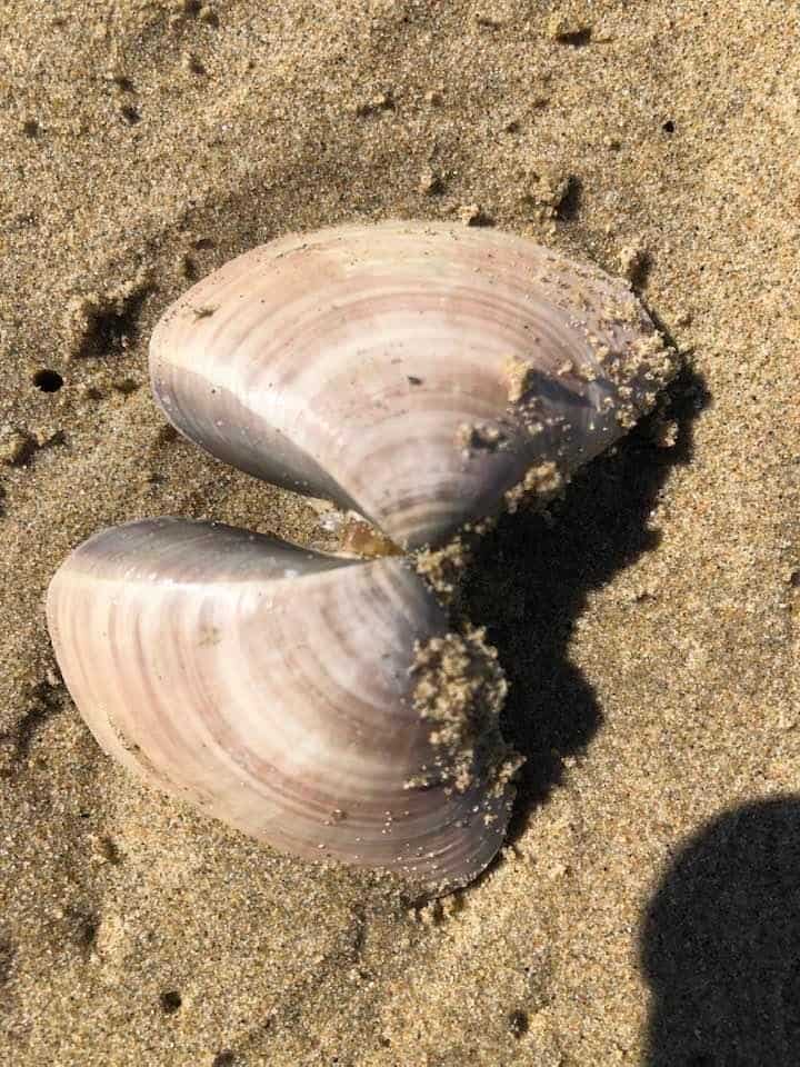 Best Bucket List Ideas: #39 Foraging for Mollusks: Digging up Pismo Clams on Pismo Beach, CA