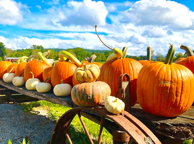 Travel Writing Portfolio | First-Person Nature & Solo Travel Stories 23 PumpkinRow