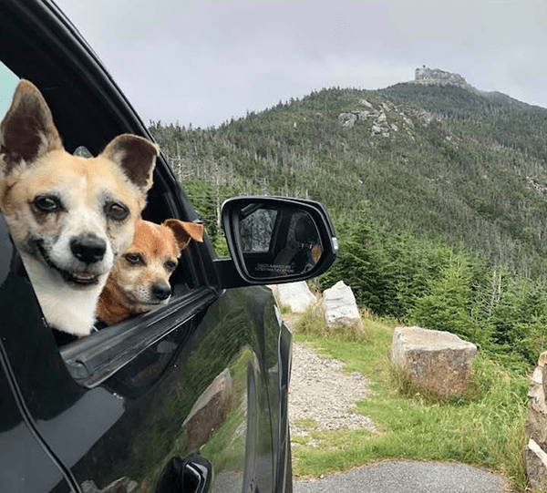 Follow Your Dream: An RV Living for Beginners Guide My trusty co-pilots on Whiteface Mt, NY ©Deborah Dennis