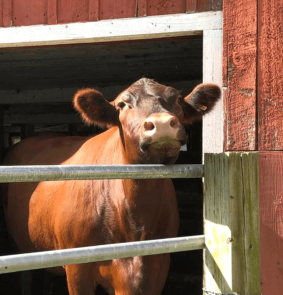 Travel Writing Portfolio | First-Person Nature & Solo Travel Stories 13 RedBarnCow