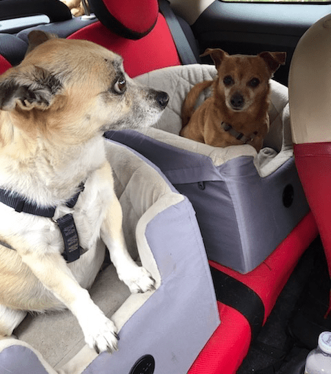 7 Tips Every Dog Lover Should Know Before RVing with Dogs - My pups in their booster seats