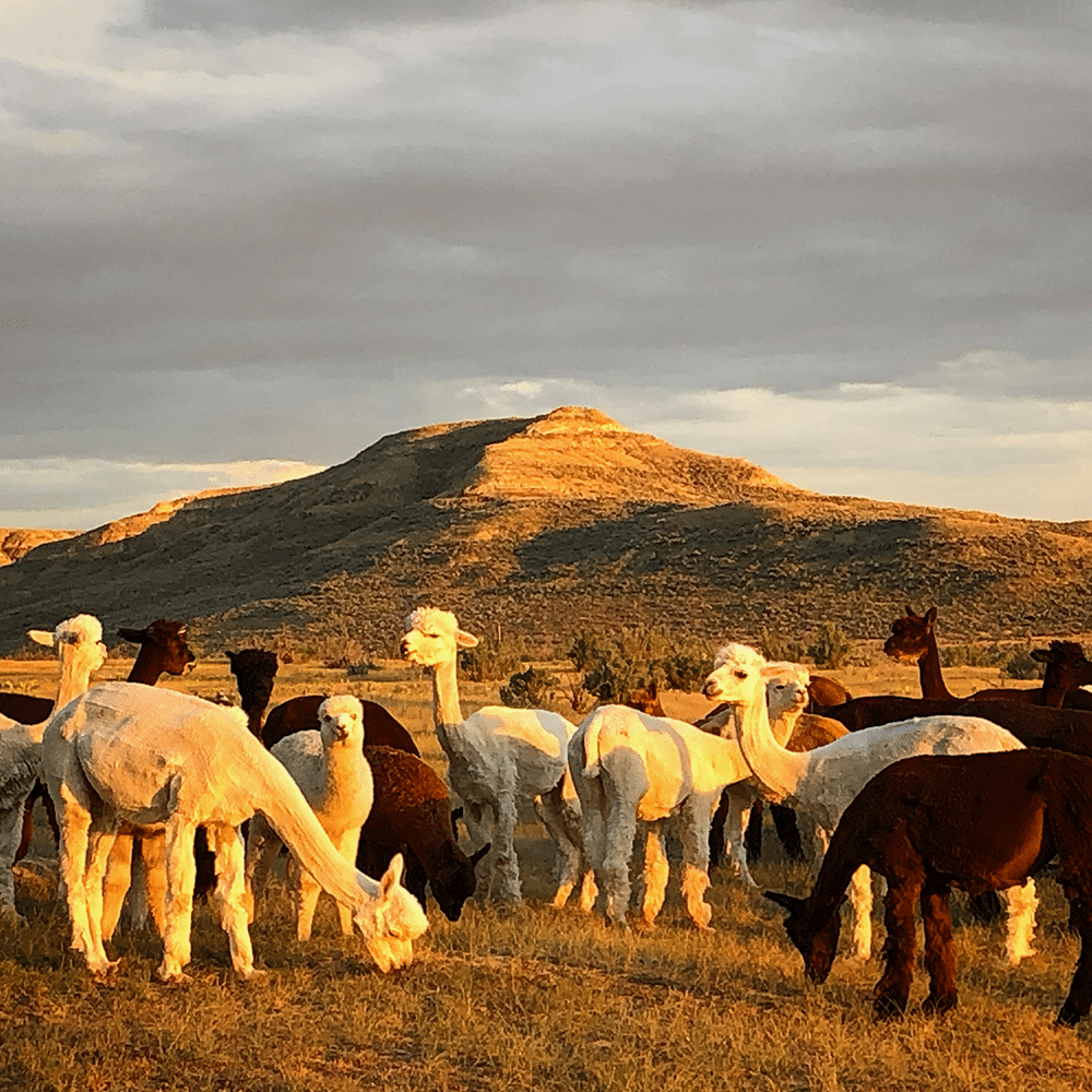 A herd of alpaca on a Wyoming Ranch | @Deborah Dennis