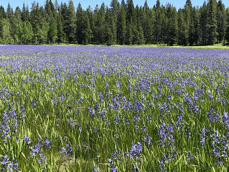 Wild Purple IrisAshton IdahoWEB