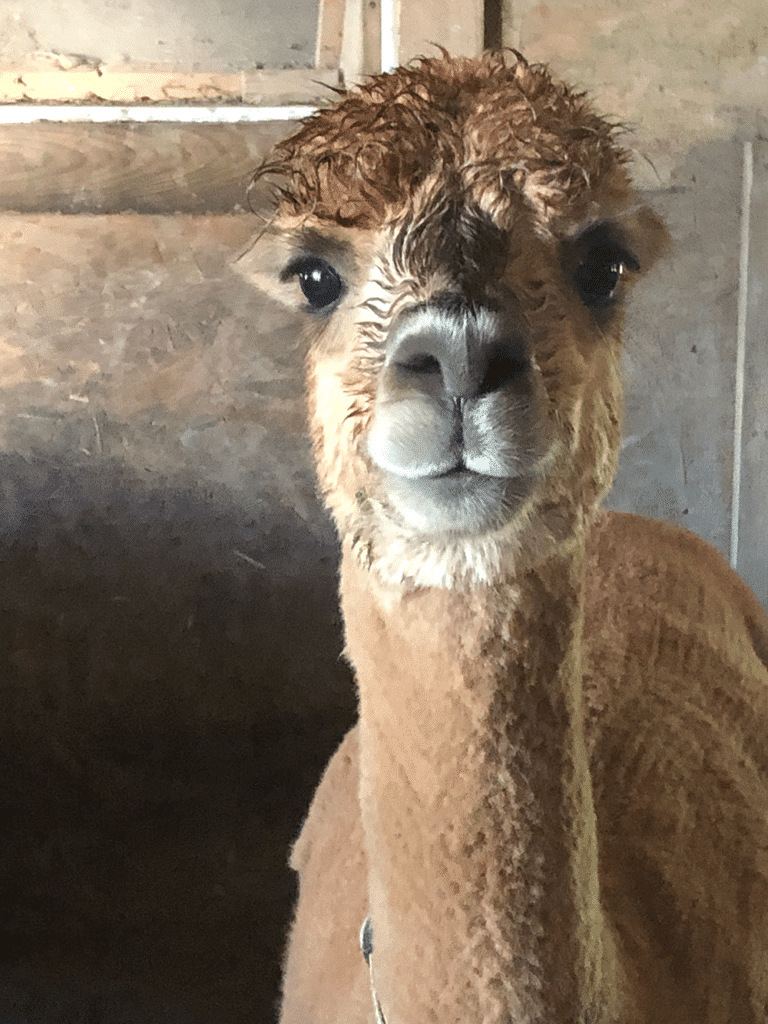 An alpaca | @Deborah Dennis