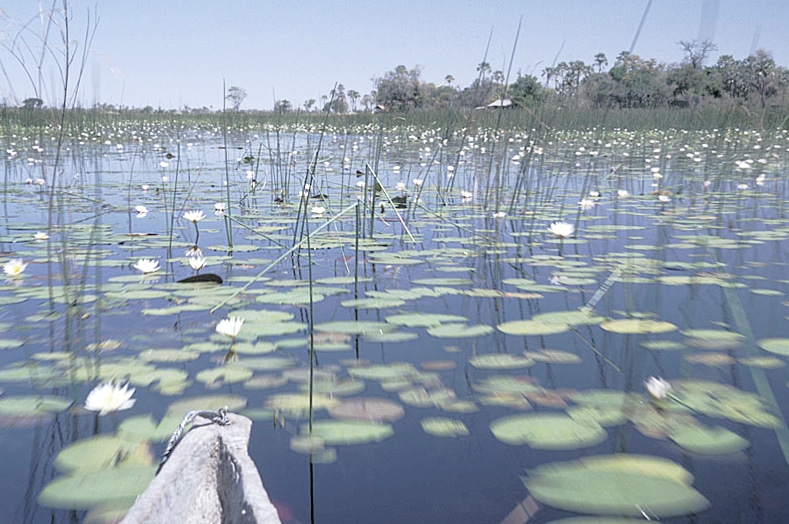 Running Toward Lions: A Mokoro Canoe Journey Into Botswana’s Okavango Delta 2 Running Toward Lions: A Mokoro Canoe Journey Into Botswana’s Okavango Delta
