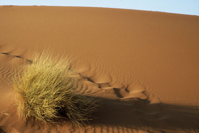 ddennis namib desert