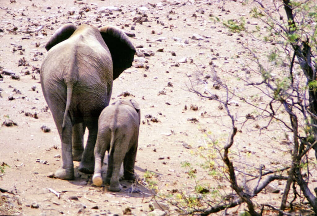 Running Toward Lions: A Mokoro Canoe Journey Into Botswana’s Okavango Delta 7 mom baby elephant