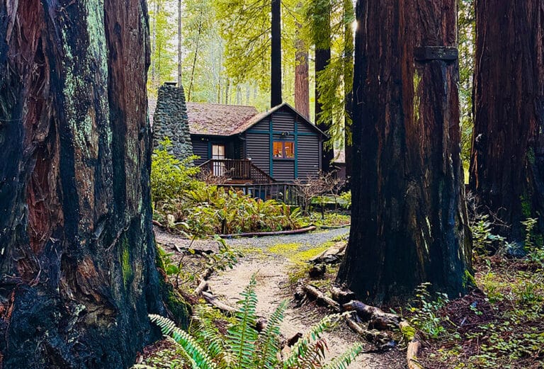 Sleep Among Giants: A Hidden Redwood Cabin in Northern California