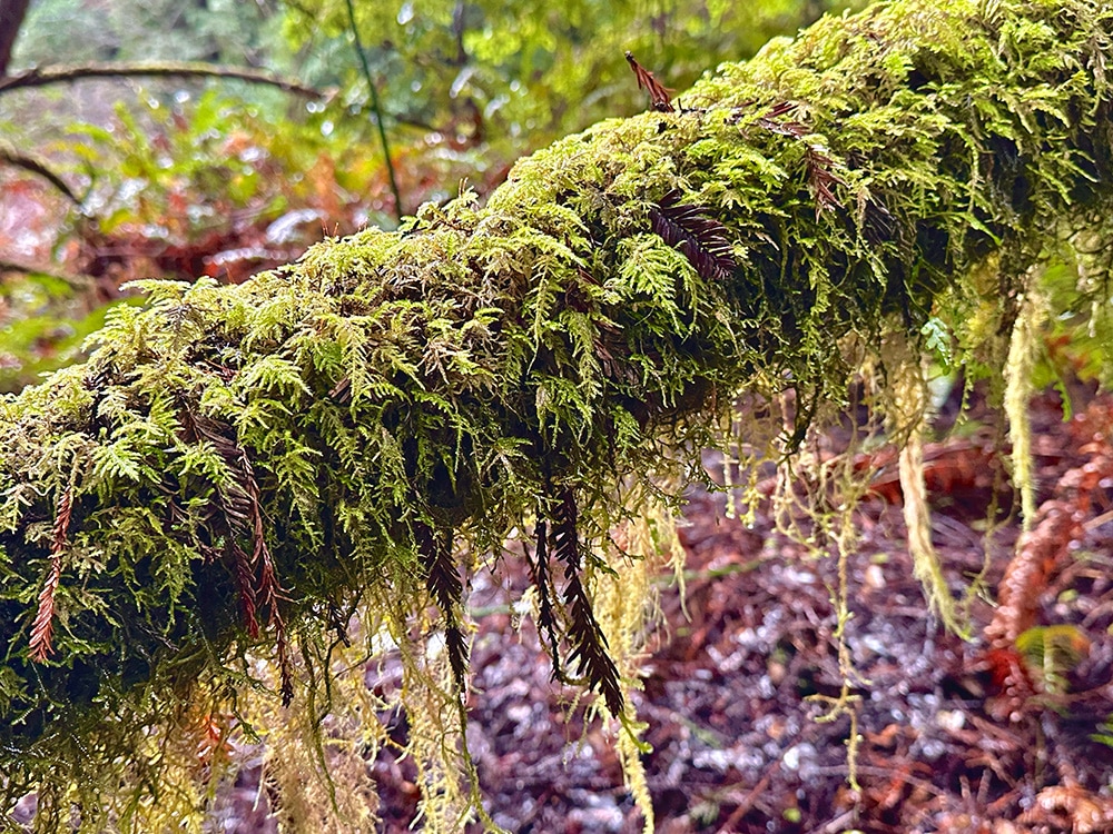 Mossy Lichen SM
