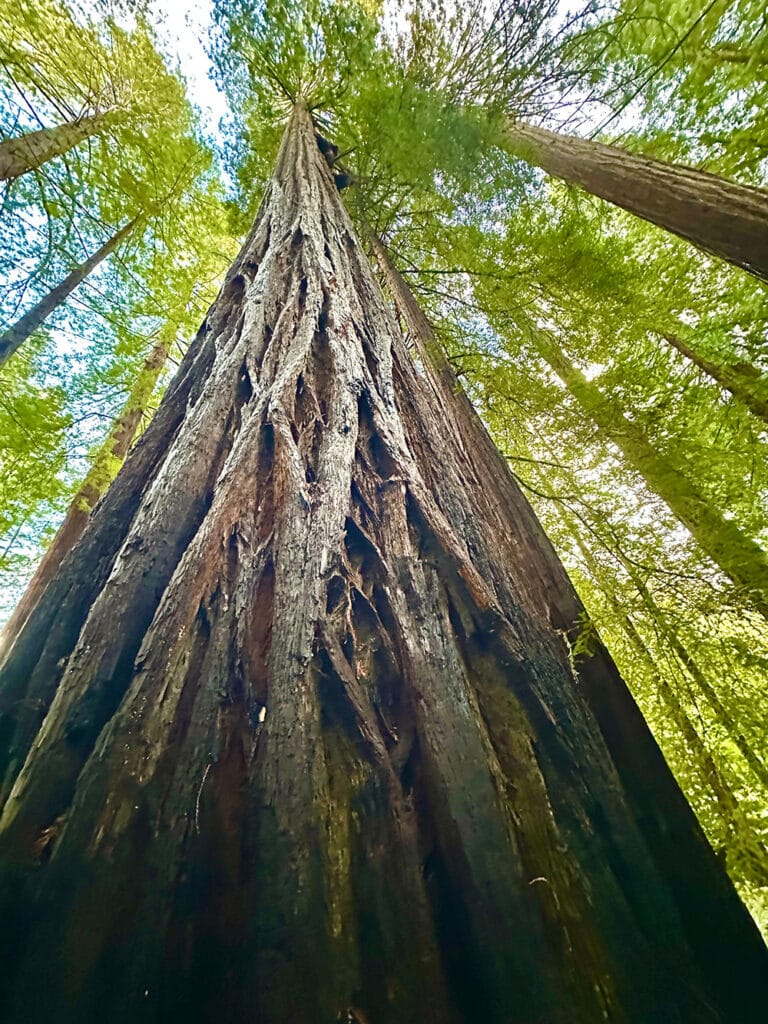 Giant redwood canopy