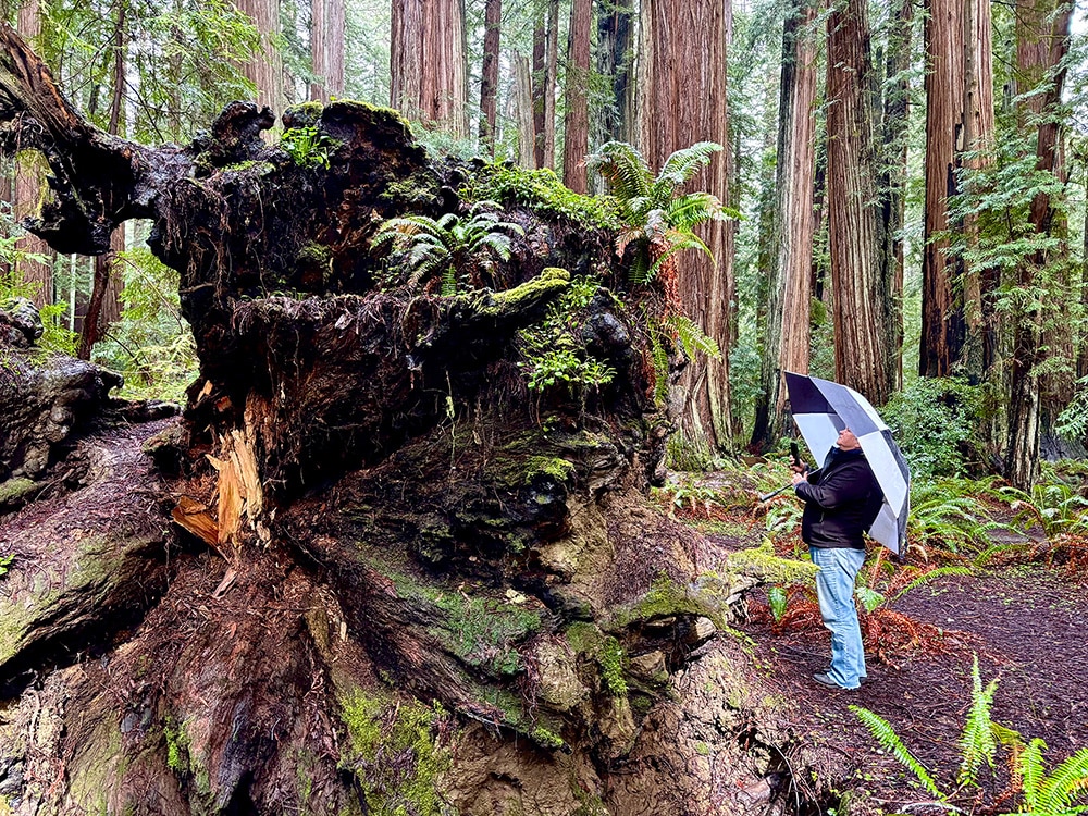 Redwood Log Viewing SM