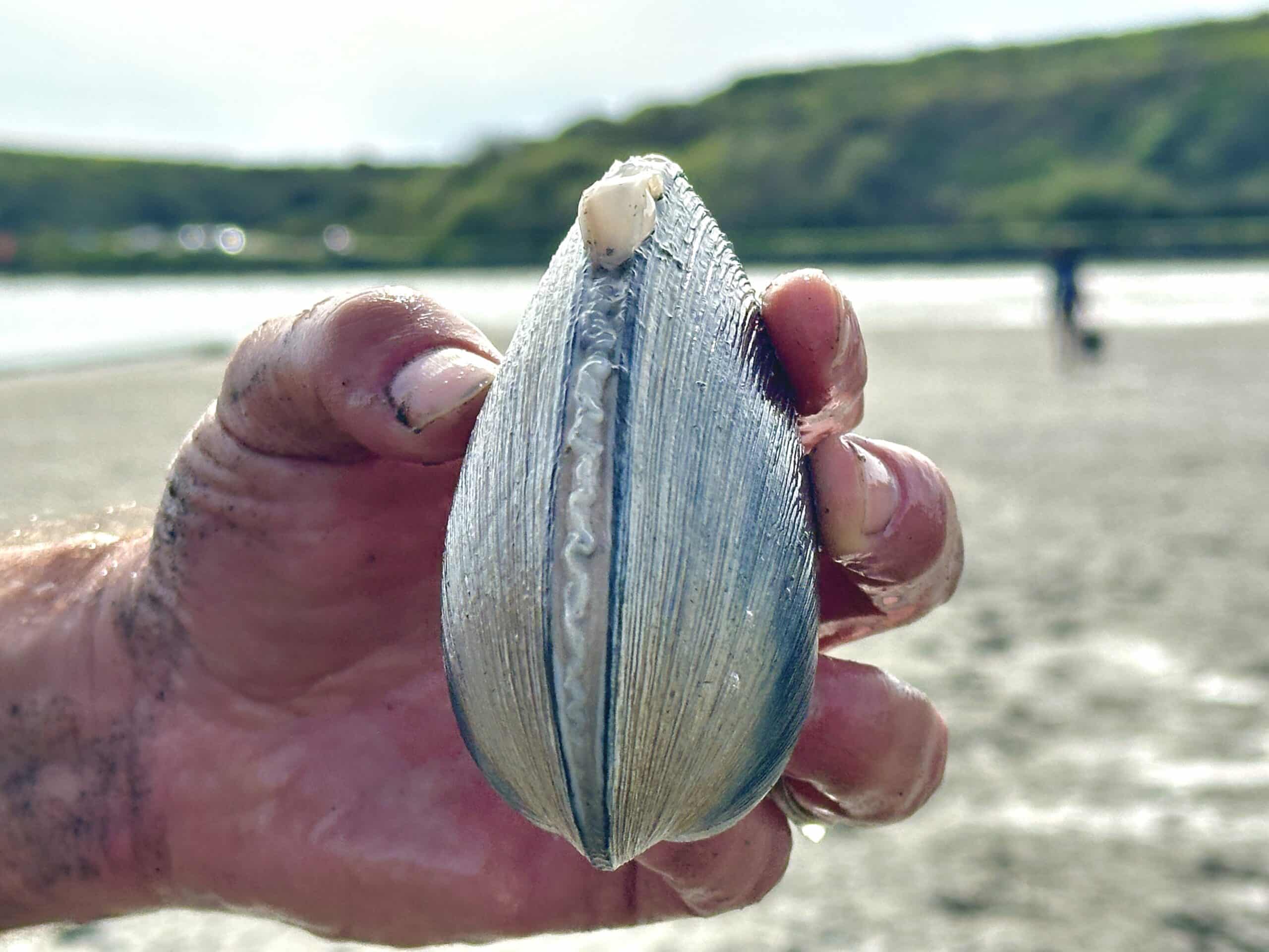 Washington Clam scaled